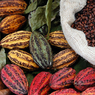 Anti-Inflammatory Mechanism of Cocoa Revealed
