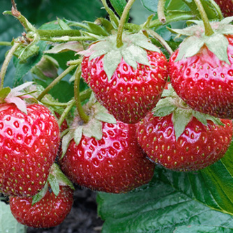 Strawberry Compounds May Protect the Skin
