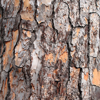 Pine Bark Extract Helps to Improve Tinnitus