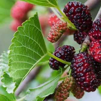 Mulberry Compound May Modulate Blood Sugar