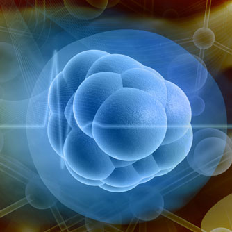 Endometrial Stem Cells Repair Parkinson's Brain Damage
