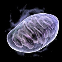 Mitochondrial DNA Can Be Inherited From Fathers