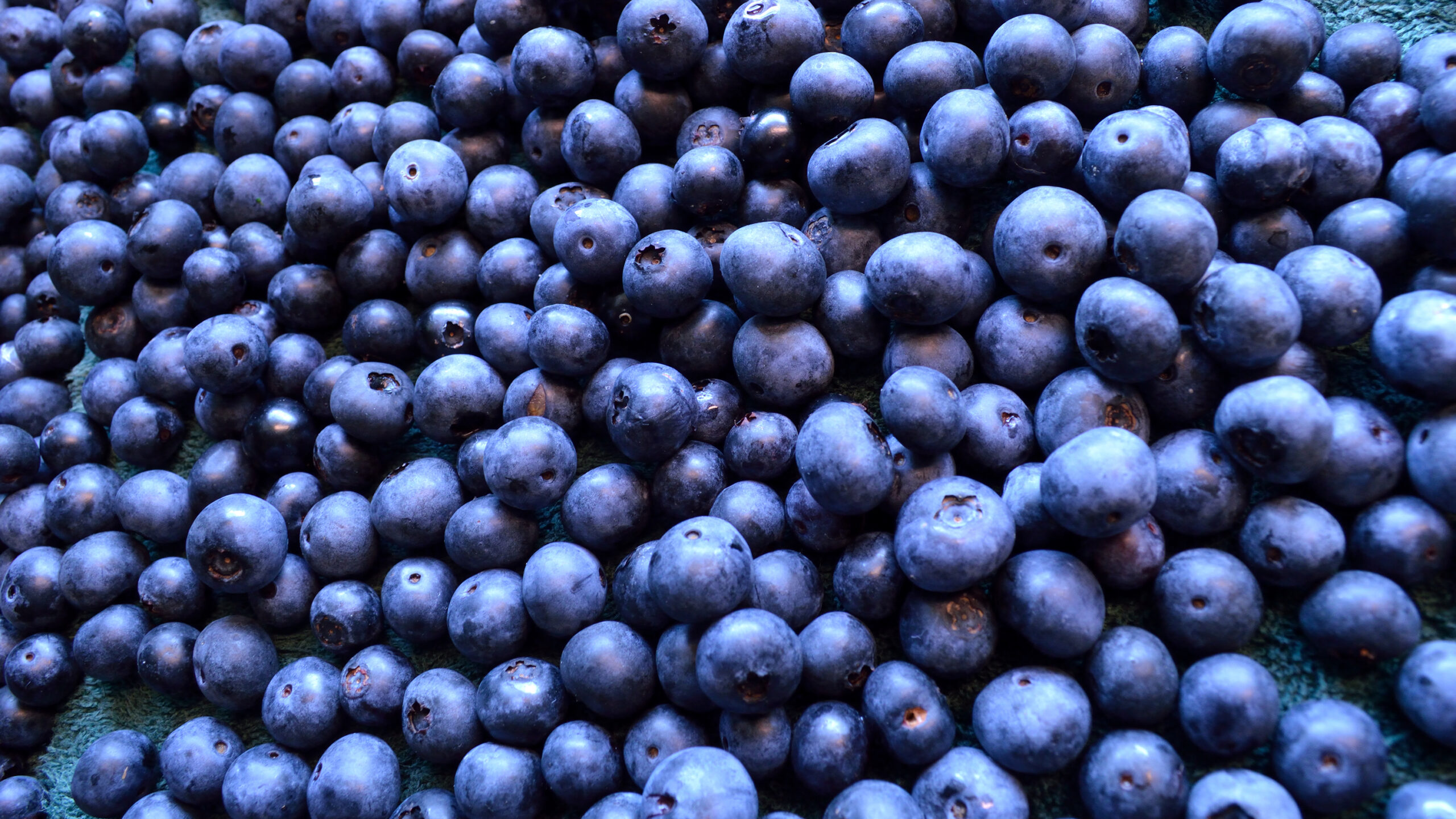 Blueberries May Help To Prolong Lifespans
