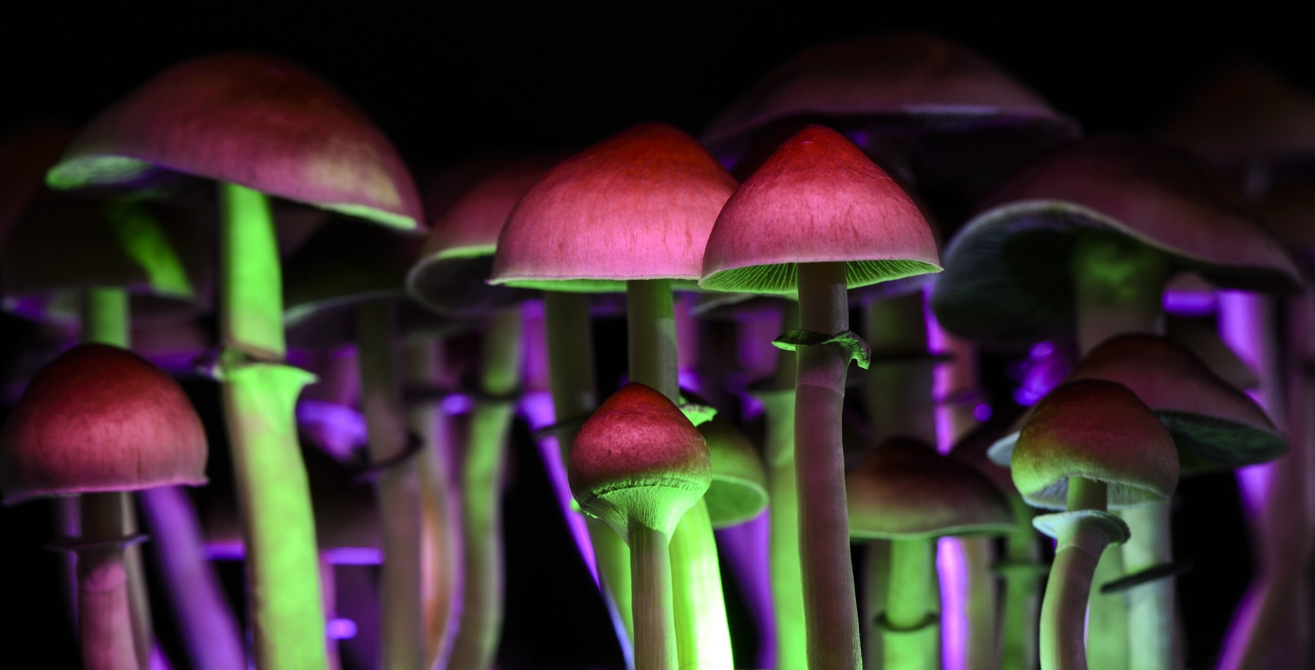 Magic Mushrooms: Possible Cure for Depression and Anxiety?