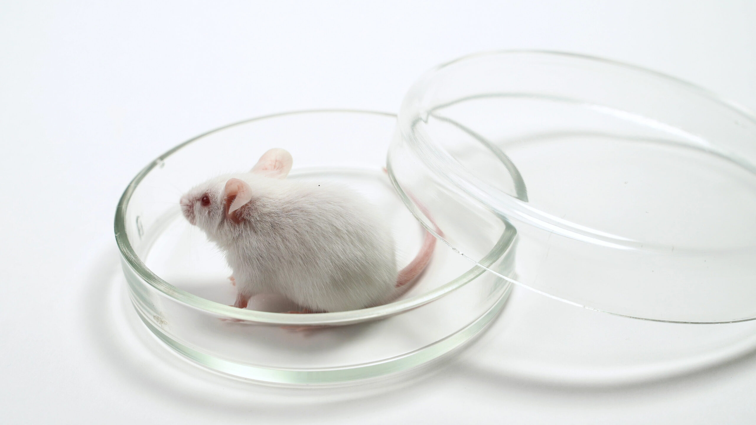 Gene Identified In Mice That Controls Food Cravings And Desire To Exercise