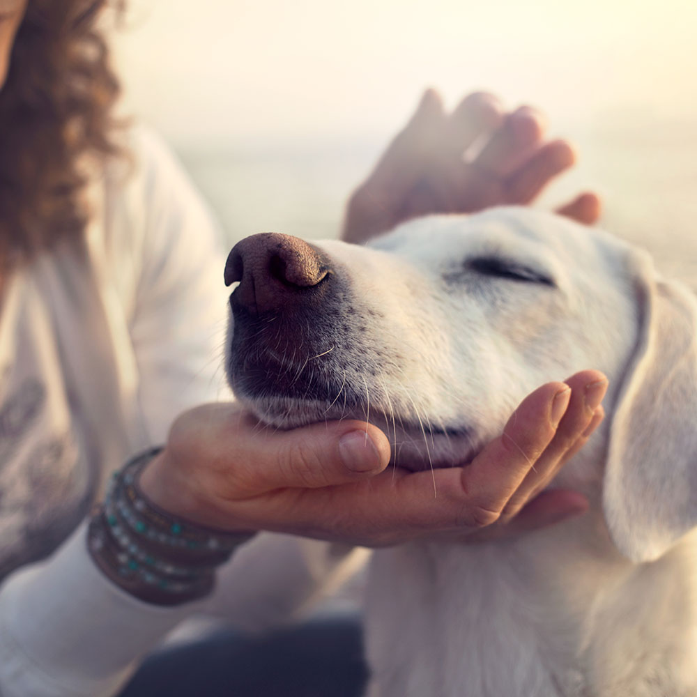 Petting therapy dogs enhances thinking skills of stressed college students