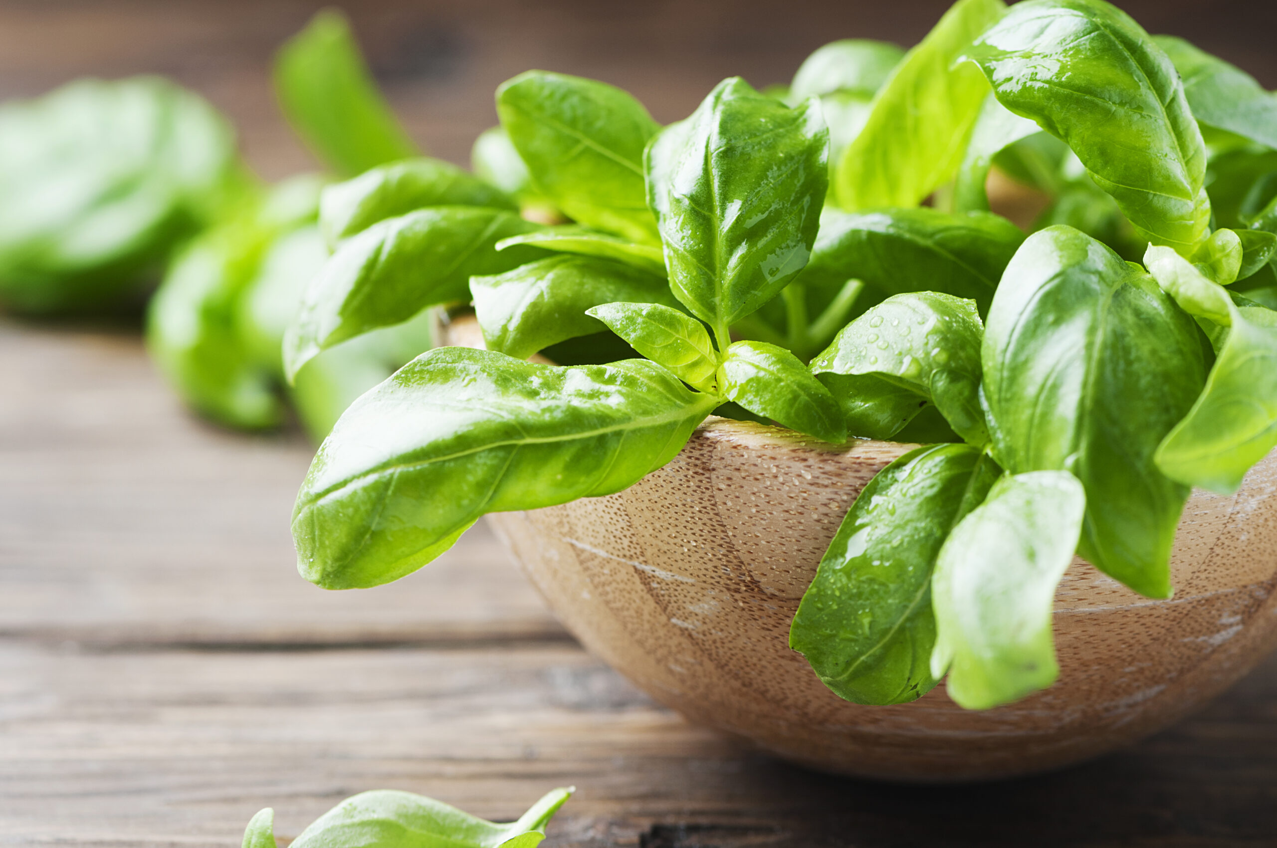 Basil May Help To Restore Lipid Metabolism & Prevent Oxidation