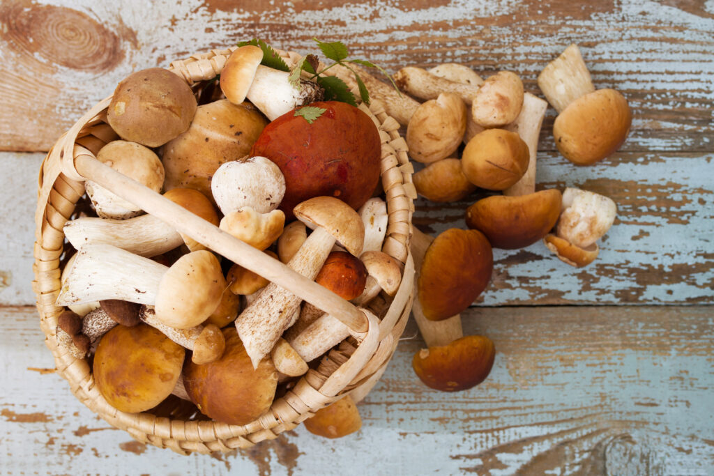 Over 10 Types Of Mushrooms May Be Beneficial To The Brain