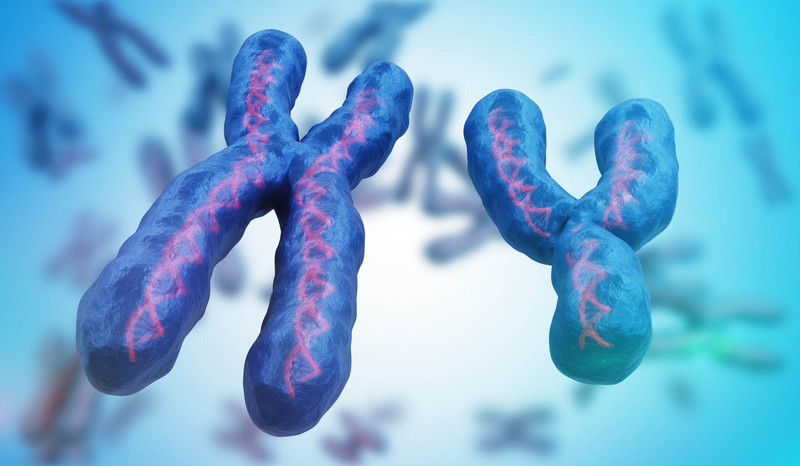The Shrinking Y Chromosome