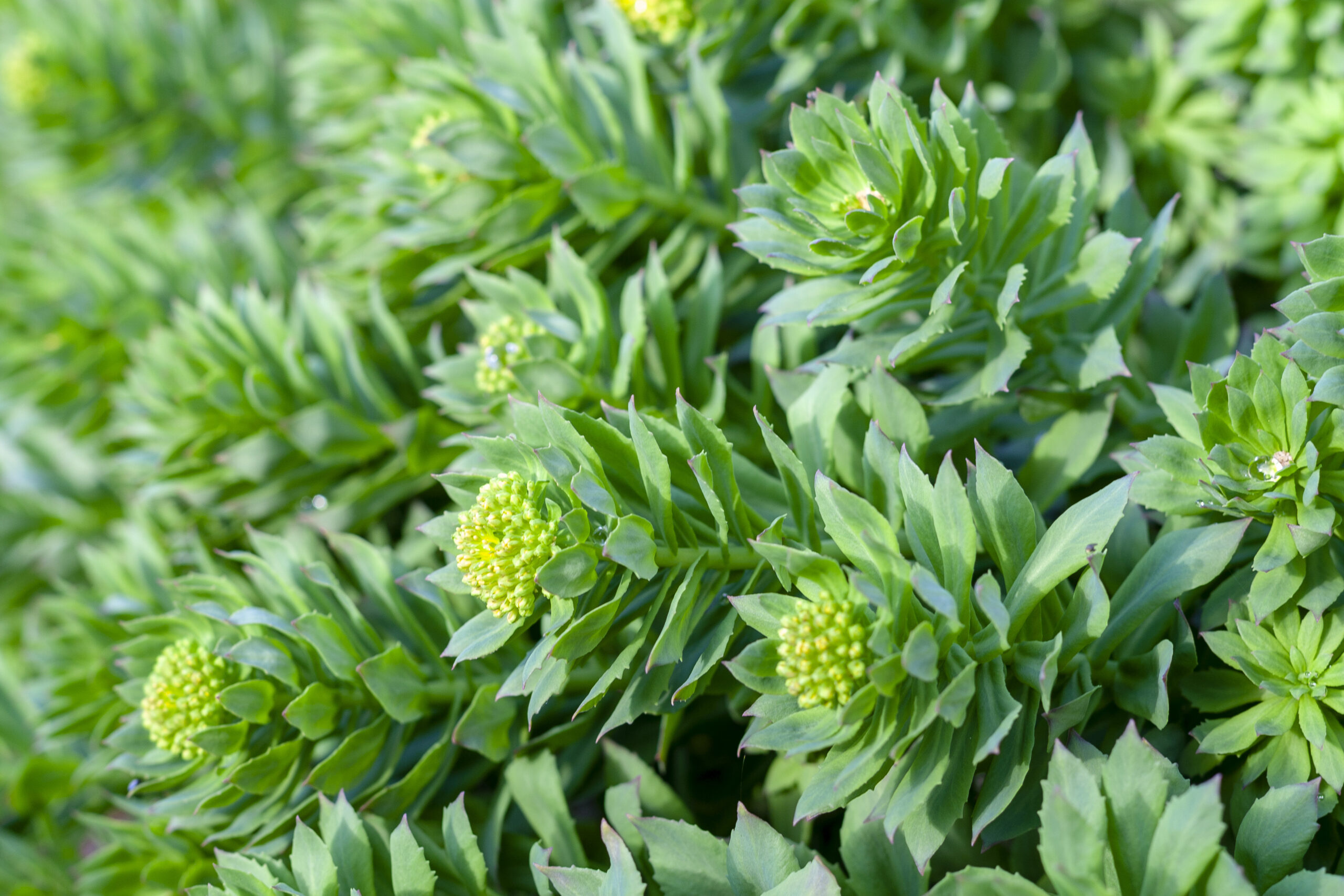 Extending Quality Of Life With Rhodiola