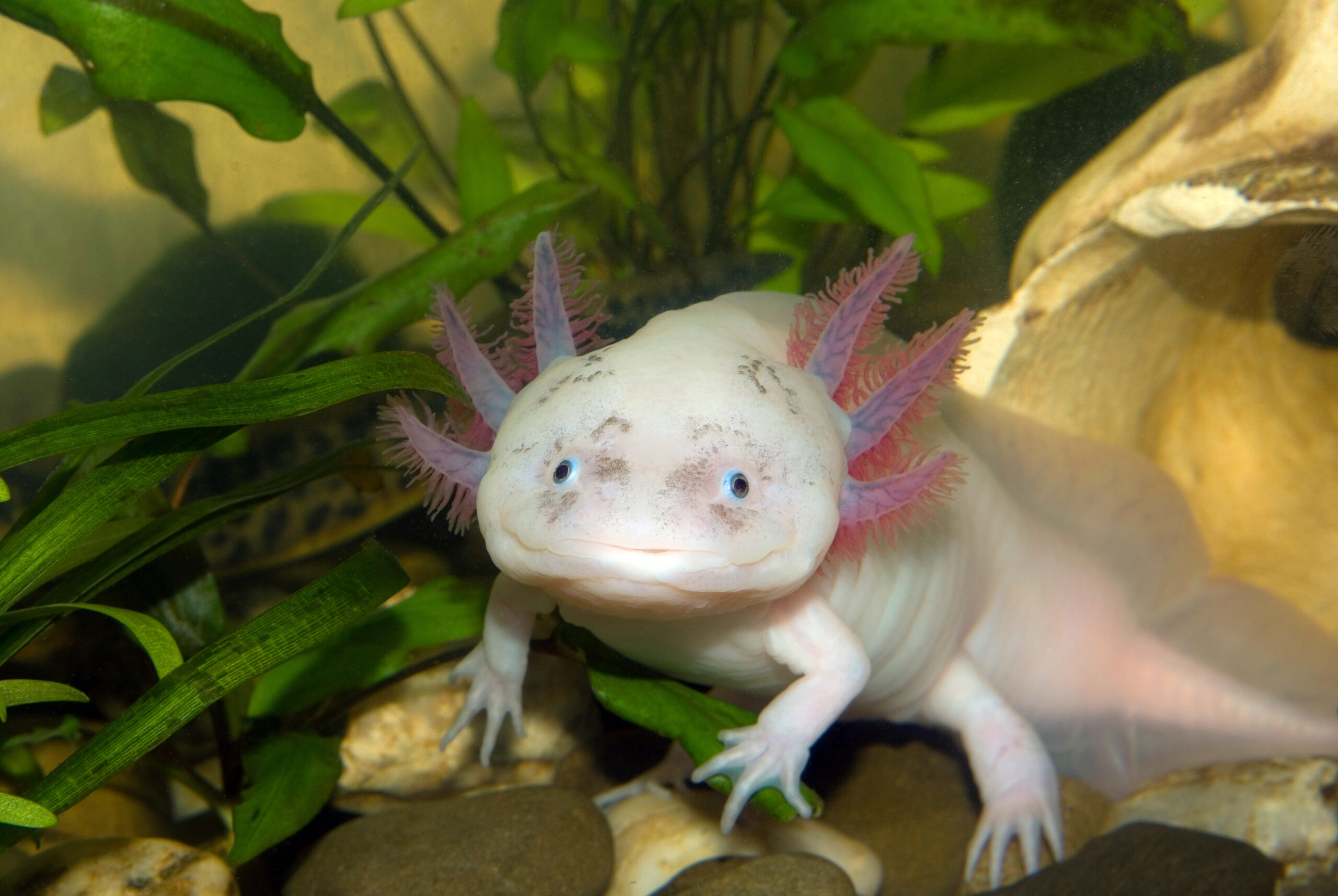 Axolotl: Master Of Regeneration