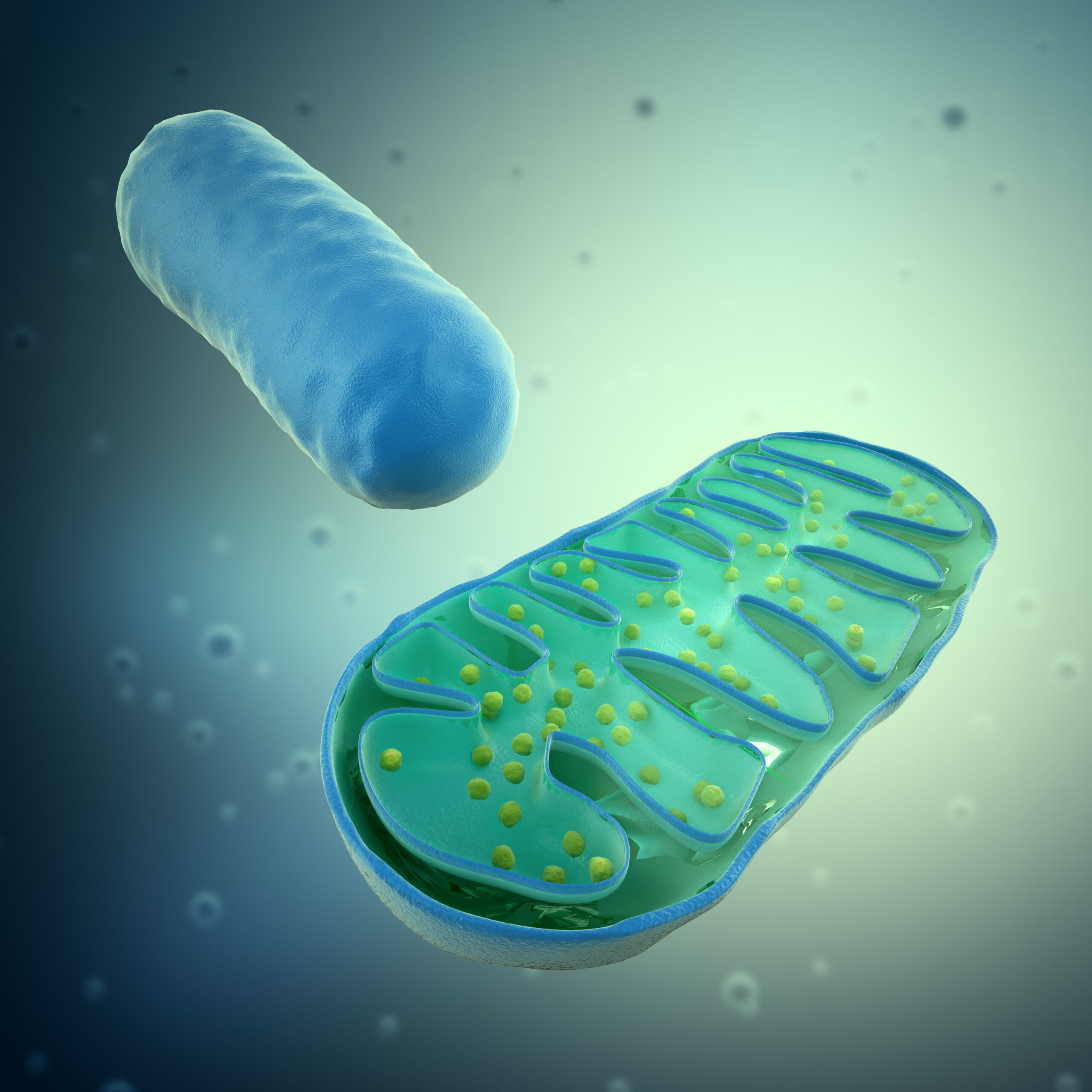Temperature Impact On Mitochondrial DNA Evolution