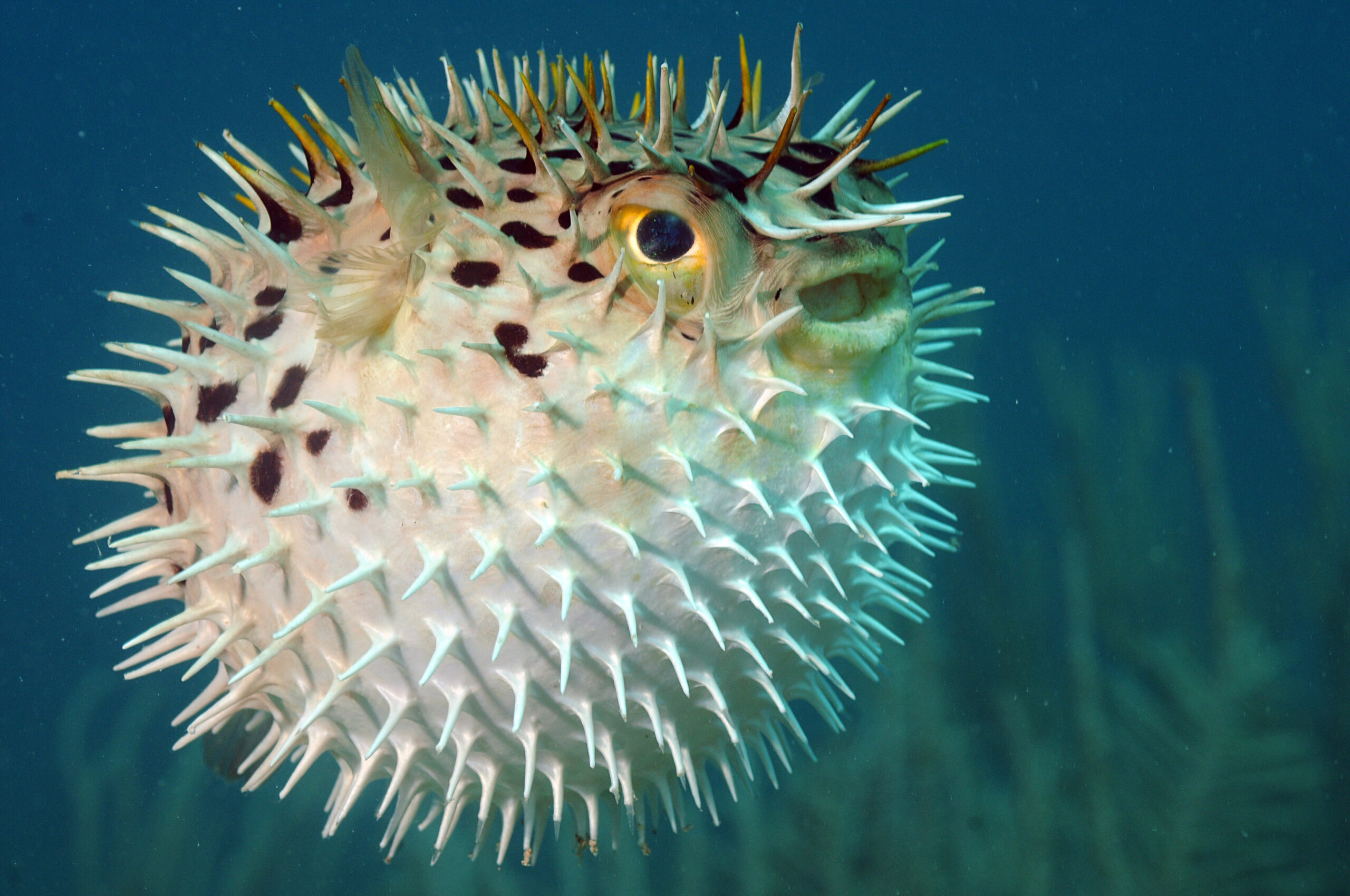 Alternative To Opioid May Be In Pufferfish Toxin
