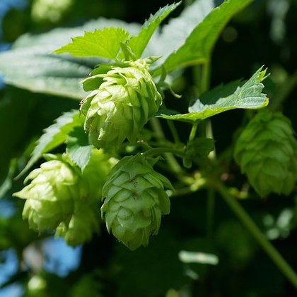 Compound derived from hops reduces abundance of gut microbe associated with metabolic syndrome