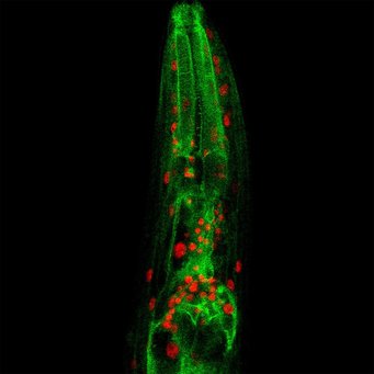 Lysosome To Mitochondria Communication May Regulate Longevity