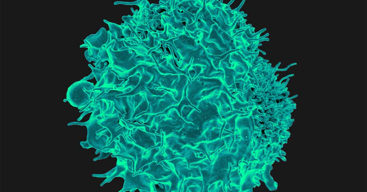 T cells can activate themselves to fight tumors