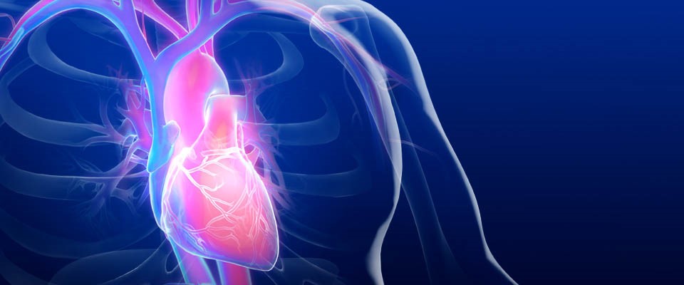 Hints At New Way To Treat Heart Disease